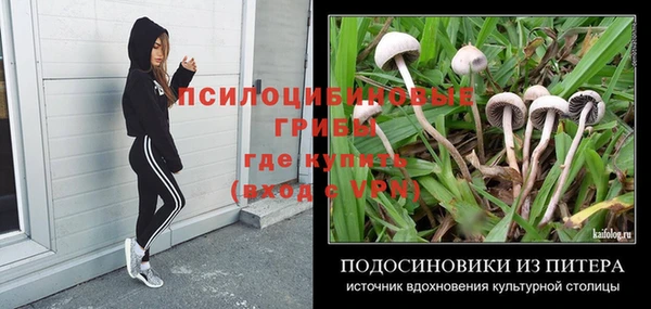 PSILOCYBIN Новодвинск